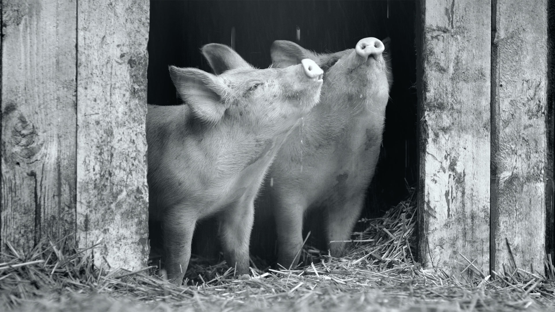 Trailer still frame from Gunda, two pigs black and white