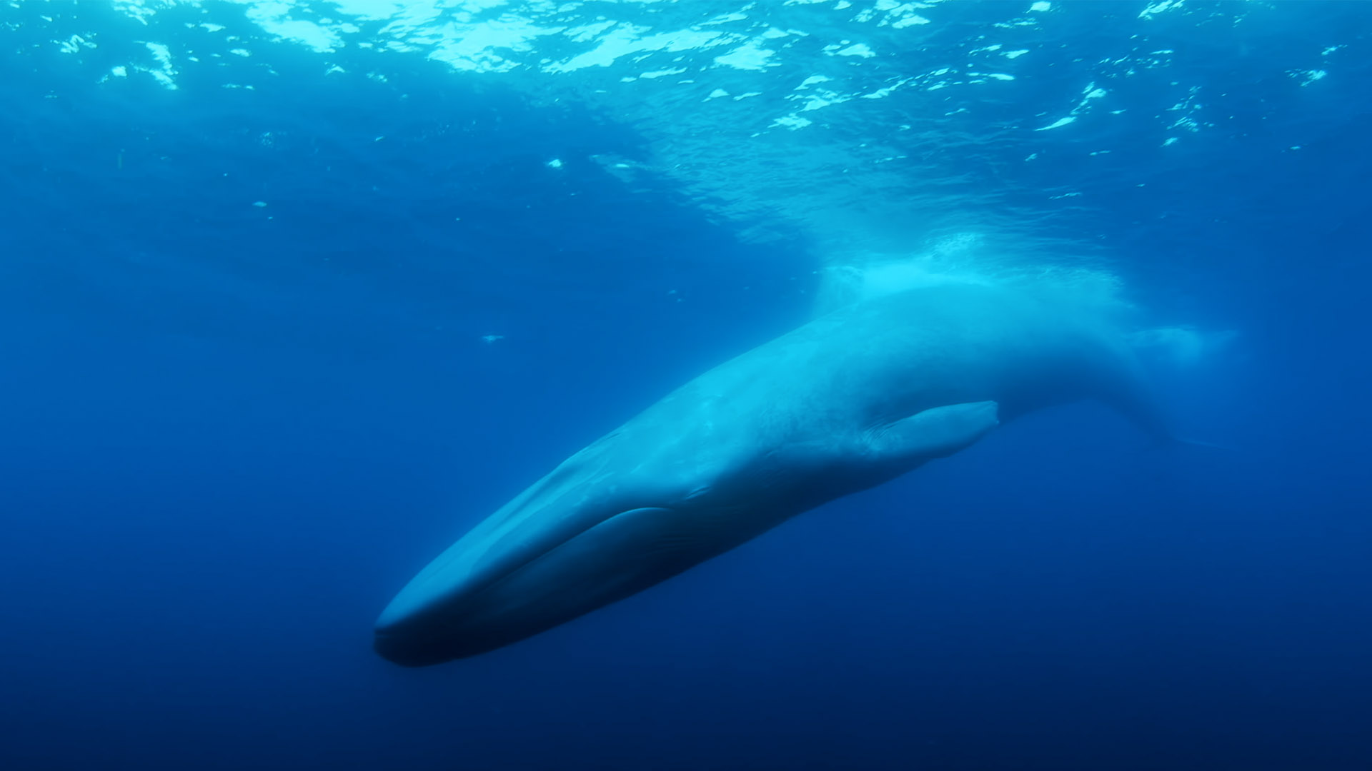 Trailer still frame from The Loneliest Whale, whale swimming